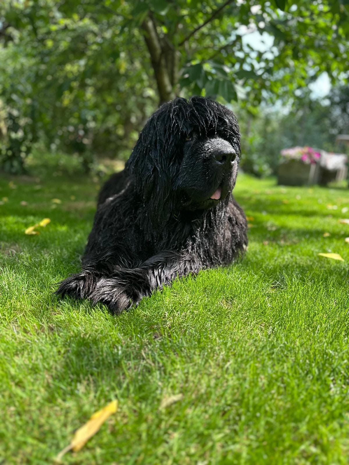 Rudi, Newfoundland dog during grooming at Canino Artis